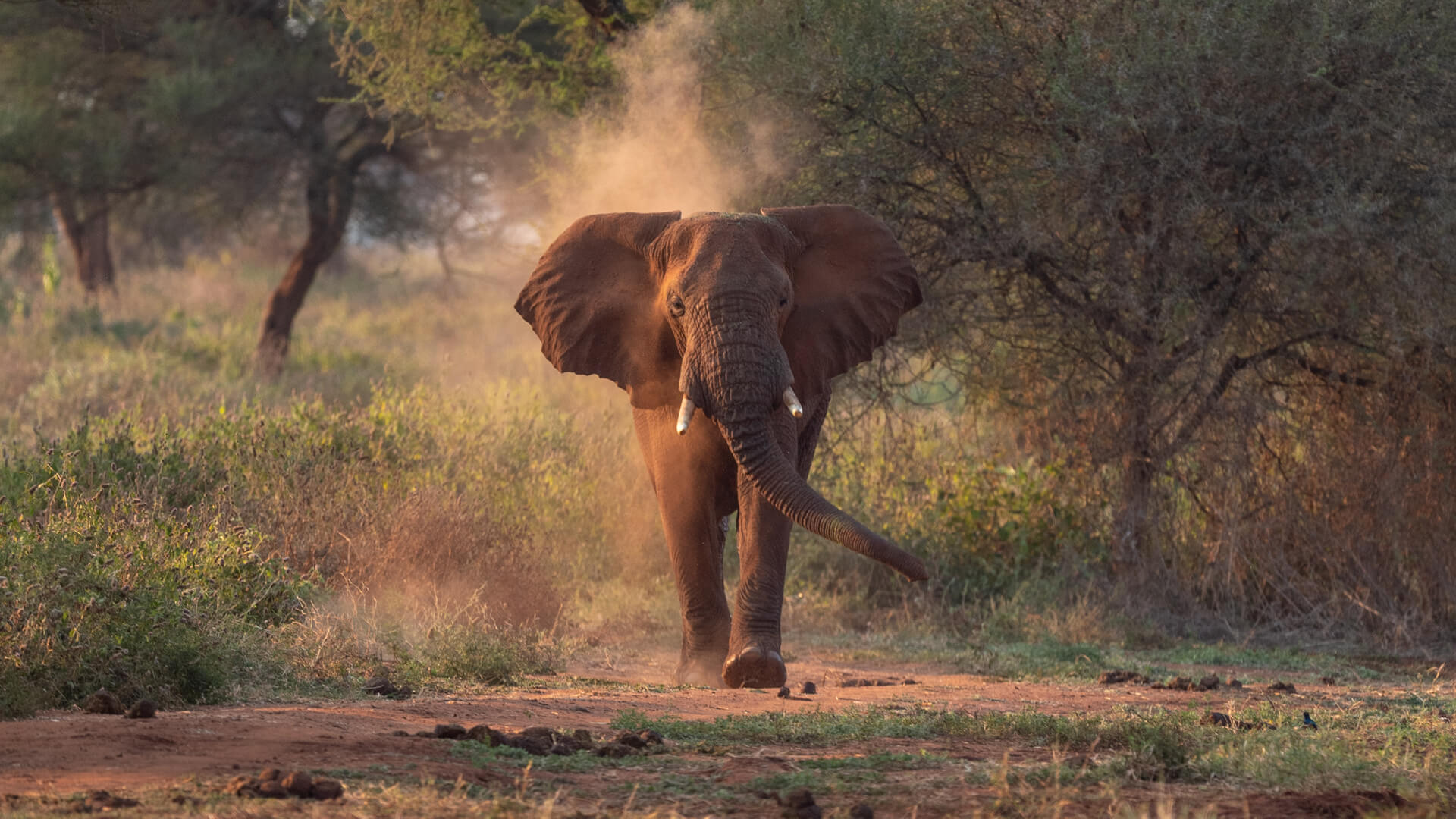 Bull elephant walking through dust at golden hour in Ruaha National Park