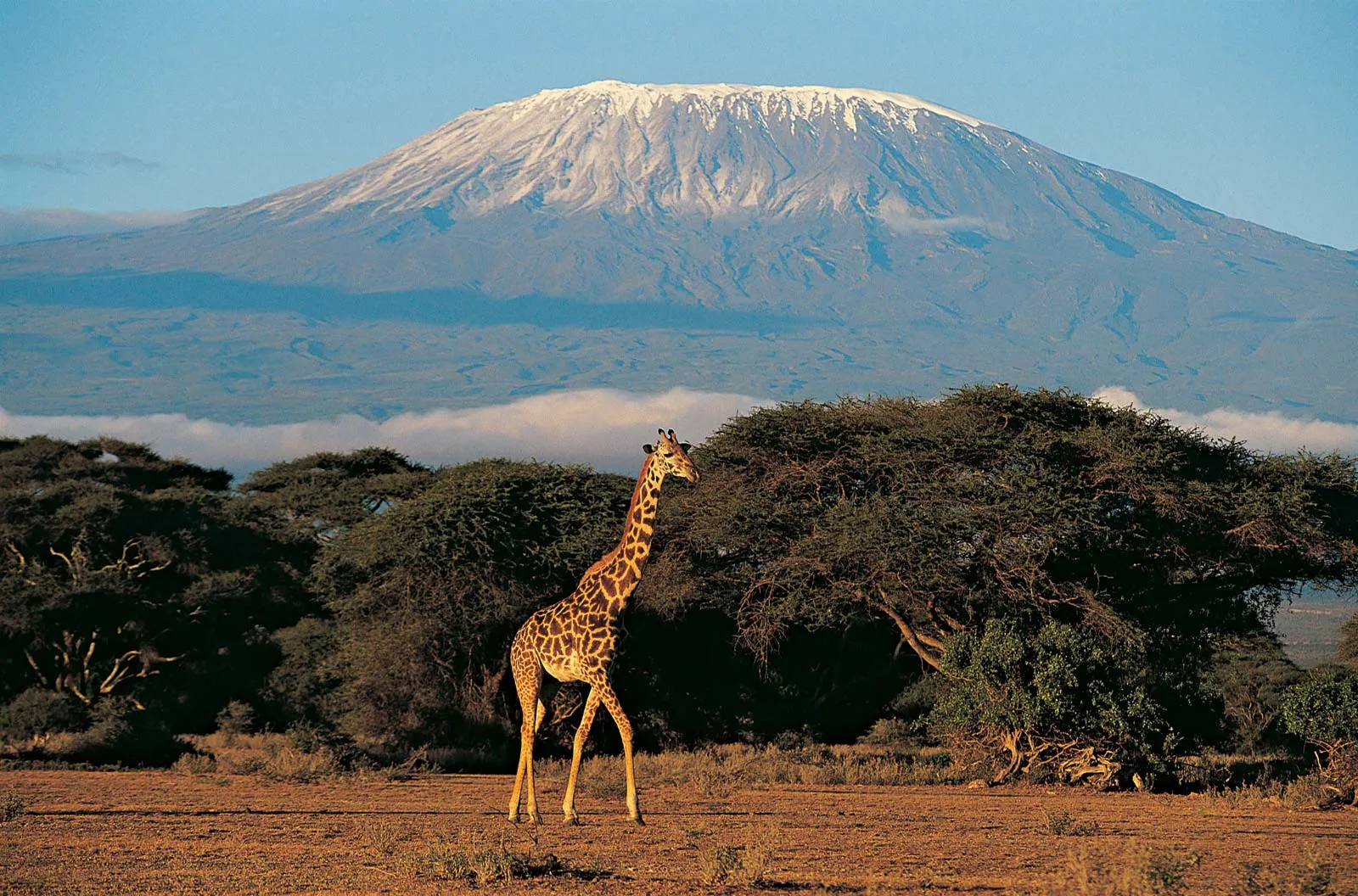 Snow-capped Mount Kilimanjaro rising above acacia plains with a giraffe in the foreground