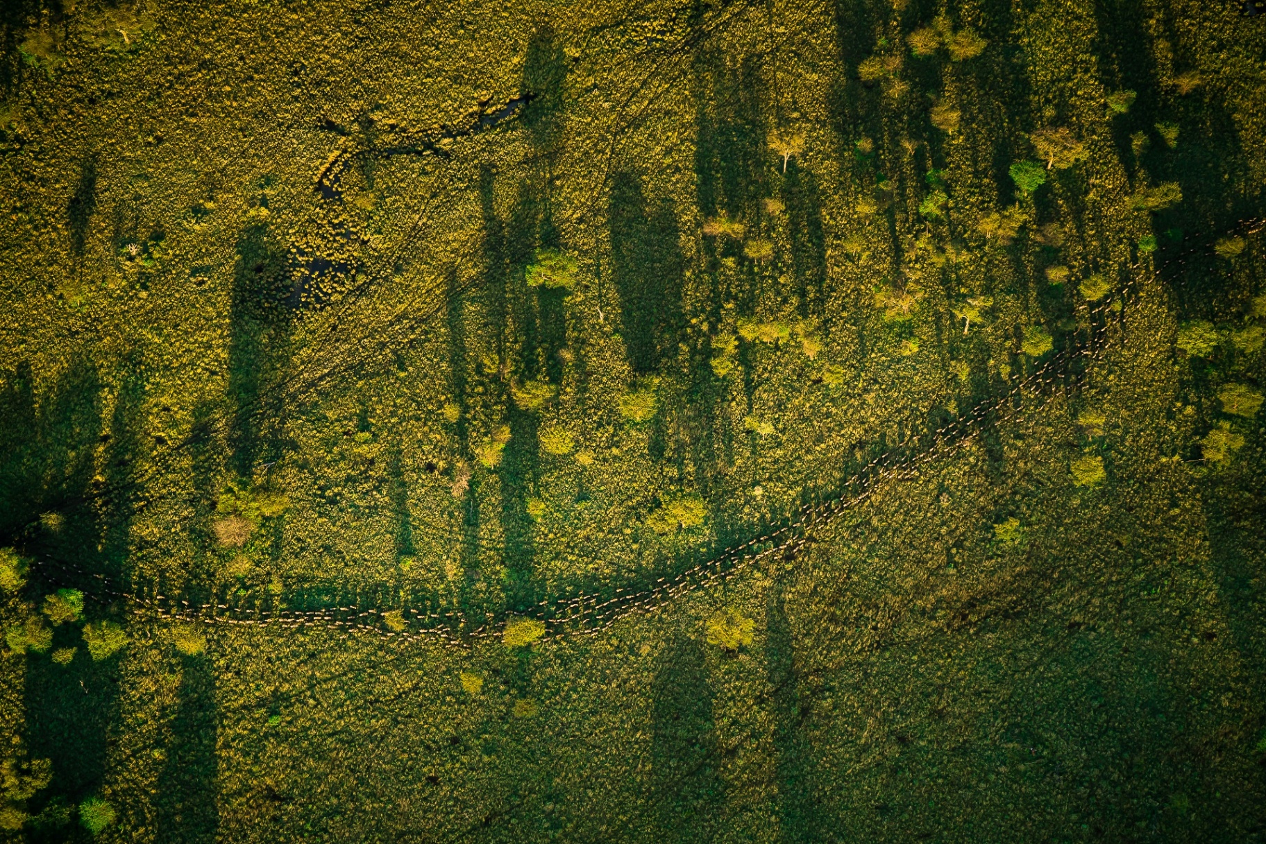 Aerial view of the Great Migration crossing the Serengeti plains